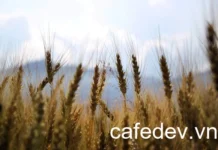 Tối Ưu Hóa Kiểm Soát Truy Cập và Hiệu Suất Truy Vấn GraphQL Chi Tiết