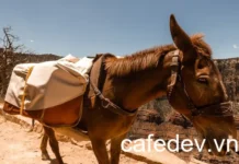 Tối Ưu Hiệu Suất MuleSoft Với HikariCP: Hướng Dẫn Đầy Đủ để Tăng Hiệu Suất