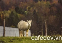 Kết hợp Trí tuệ nhân tạo Llama 3.2 với Amazon SageMaker: Hợp tác mạnh mẽ cho Sự Thành công