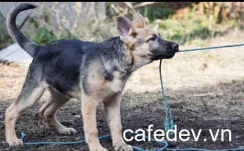 Các Nền tảng hàng đầu cho Kiểm thử Toàn diện vào năm 2024