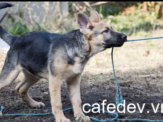 Các Nền tảng hàng đầu cho Kiểm thử Toàn diện vào năm 2024