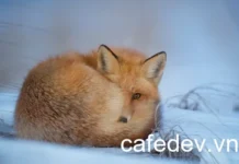 Tự động hóa Kiểm thử Đa Phiên bản Python với Tox và Nox