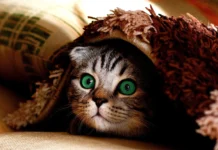 Lượt tải Log4j cho thấy lời cảnh tỉnh về chuỗi cung ứng bị phớt lờ